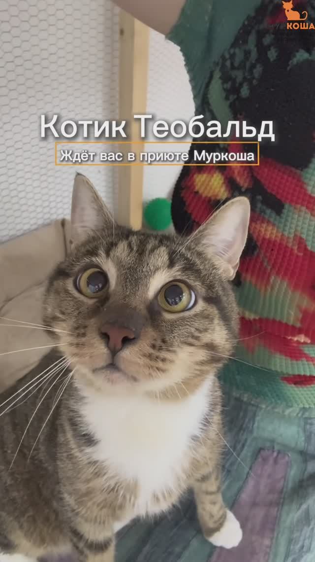 Теобальд ждёт вас в приюте #Муркоша смотреть онлайн