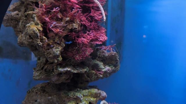 релакс, море, аквариум, перед сном , relax , sleep, москвариум, 2024 смотреть онлайн