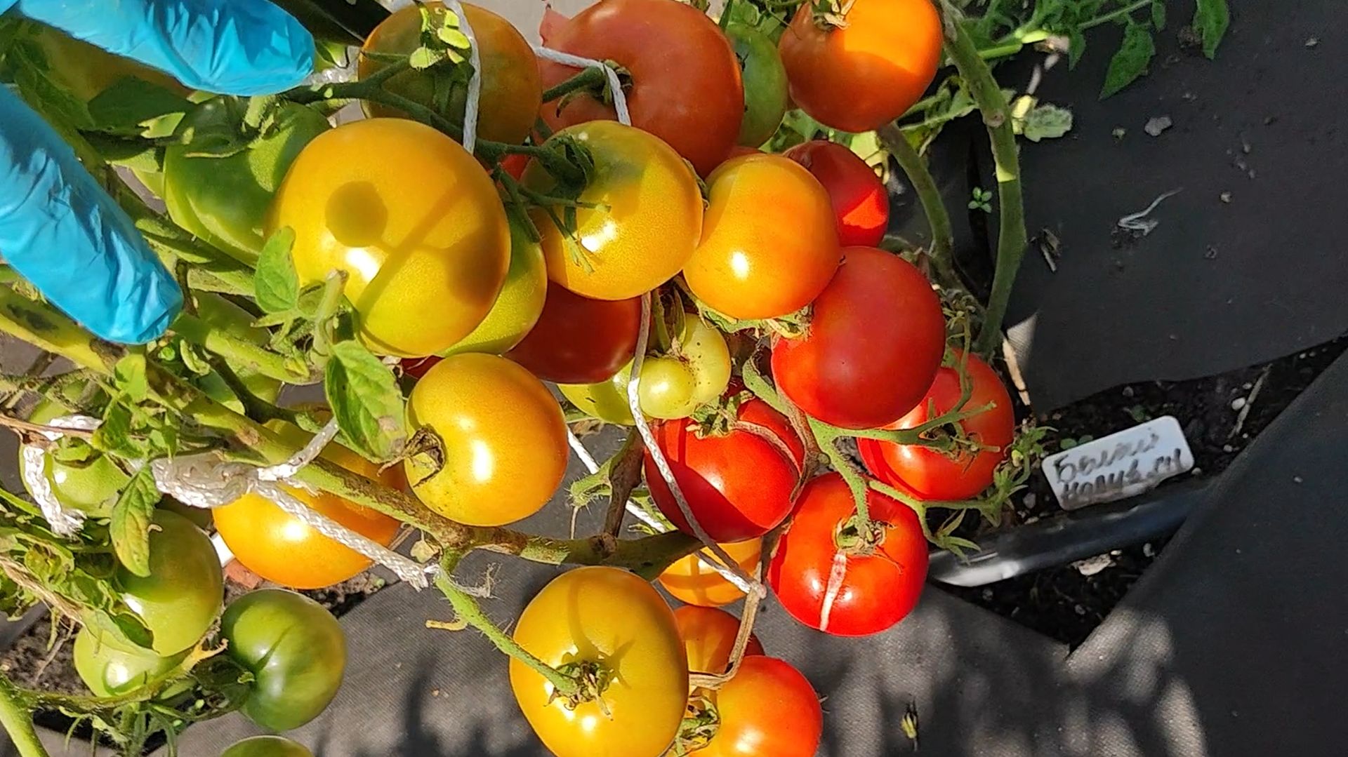 ЭТИ ТОМАТЫ плодоносят уже в МАЕ, Эти сорта томатов отличаются стабильным урожаем в любую погоду смотреть онлайн