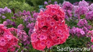 Шикарный флокс Макушка Лета, моей селекции