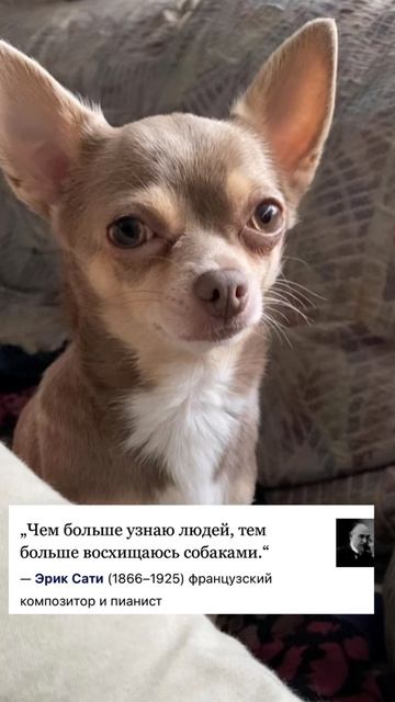 О людях и собаках