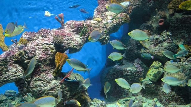 Москвариум 2024 4к , аквариум, смотреть онлайн