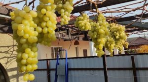 К-Ш ТИМПСОН И БАНАНЧИК РОЗОВЫЙ НА 24.11.2025.🍇🍇🍇 Telegram, WhatsApp и Vlber +79528500417.