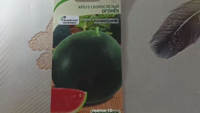 Арбуз «Огонёк» — ультраскороспелый сорт с сахарной мякотью для холодного климата смотреть онлайн