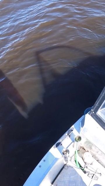 Реальная ТРЁШКА с зубами из Глубины!!! смотреть онлайн