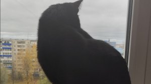 Урок 8 младшие арканы кубки