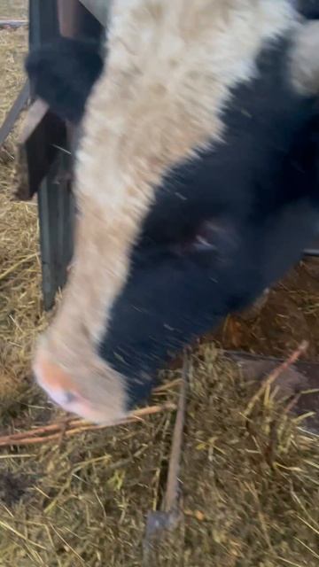 Бык деревня животные