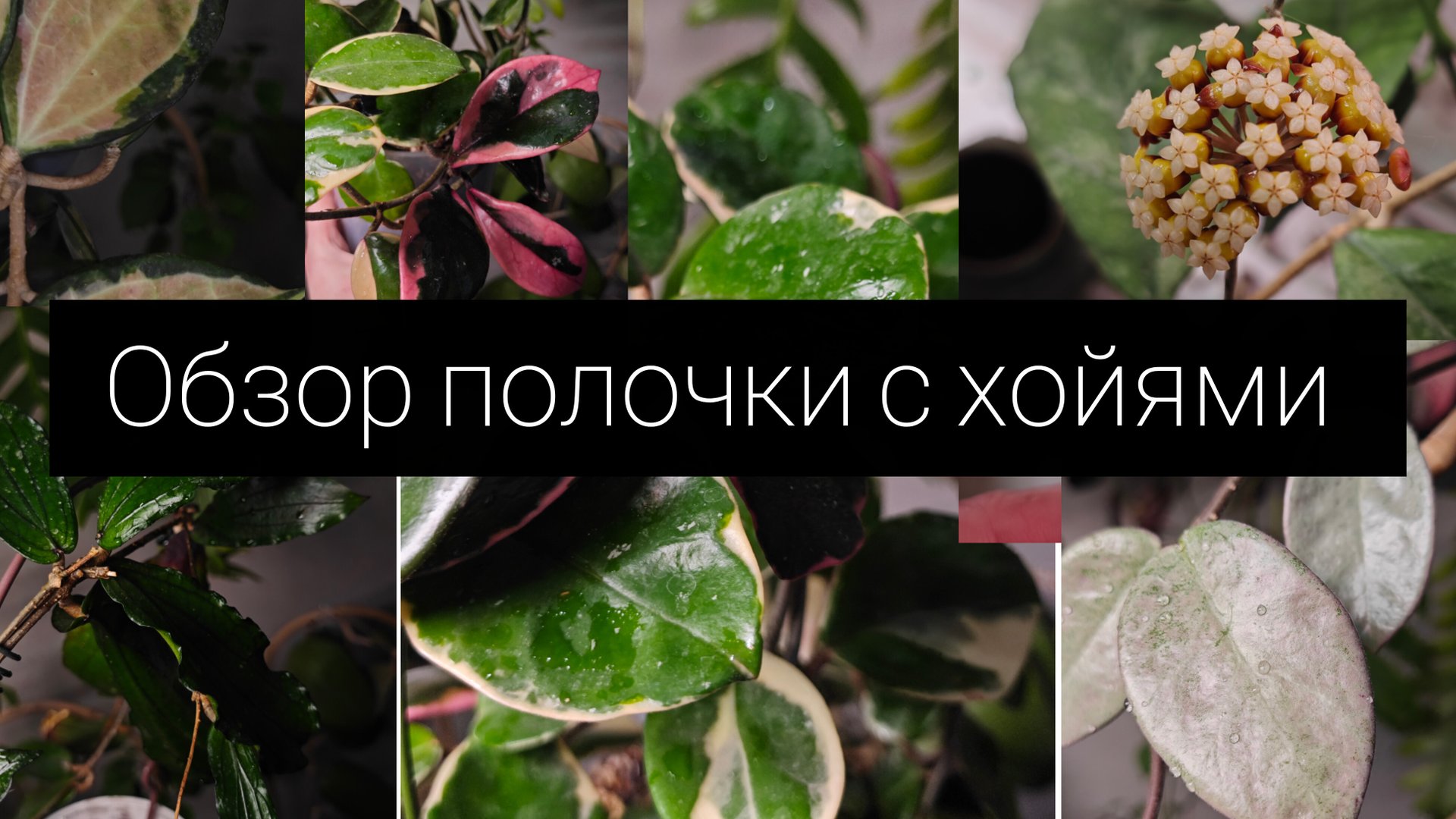 обзор полочки с хойями смотреть онлайн