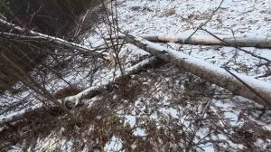 ЯРОСТЬ БОБРОВ! РАЗБОР ПОСЛЕДНЕГО Мега-Завала на Лесной Реке