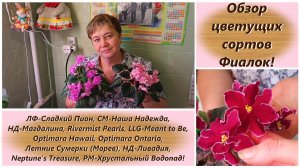 Обзор цветущих сортов Фиалок 25.11.2025!