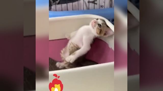 Кот балдеет смотреть онлайн