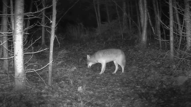 Видео фото ловушки 🐺 смотреть онлайн
