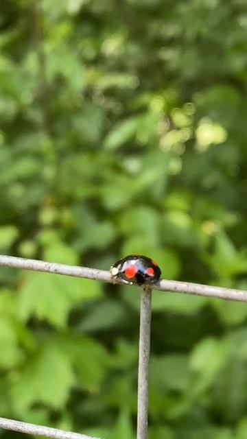 Терренкур-тропа для насекомых и пауков смотреть онлайн