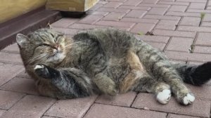 Наблюдение за Барсиком продлевает жизнь