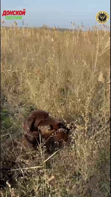 Охота на фазана . И фазан есть и Рем красавчик . смотреть онлайн