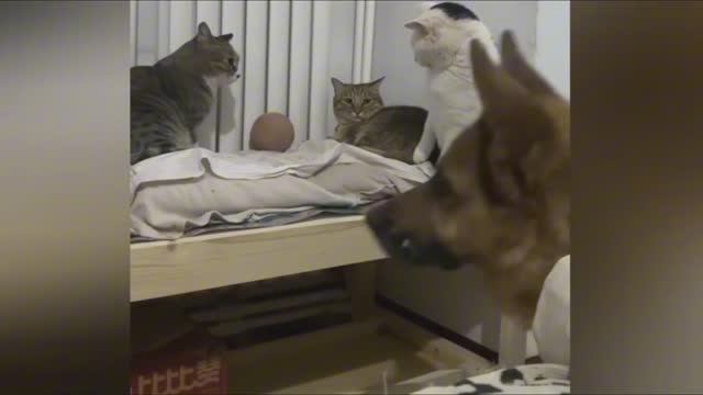 Кото МАФИЯ в деле.. (2)Веселые животные.. смотреть онлайн