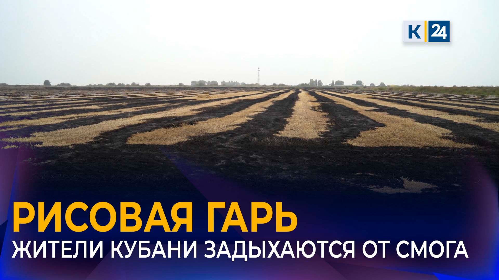 На загрязнение воздуха из-за сжигания рисовых отходов пожаловались жители Кубани смотреть онлайн