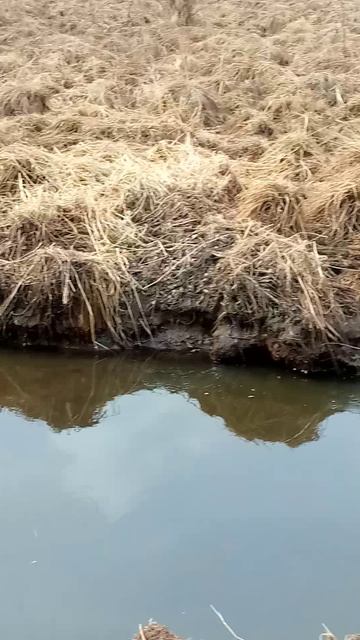 спасение снеговиков-после заморозки