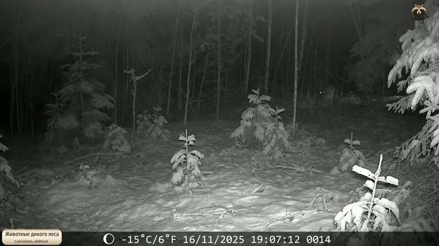 Но в лесу живут не только милые бобрики, но еще и вот такие серьезные ребята ...