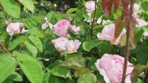 САДЫ ШОТЛАНДИИ ПРИВАТНЫЙ  РОЗАРИЙ. САД СЛОВНО СОШЕДШИЙ СО СТРАНИЦ СКАЗКИ