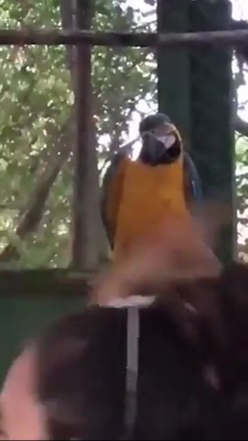 Попугай-танцор смотреть онлайн