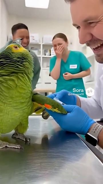 #укольчик #попугайкеша🦜#наприёме смотреть онлайн