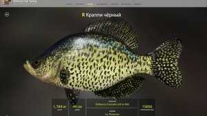 КРАППИ ЧЕРНЫЙ ТРОФЕЙ!!!ОЗЕРО ЛОСИНОЕ - РУССКАЯ РЫБАЛКА 4