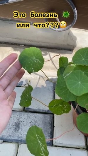 Что это такое??  #миливанили #ванильнаясемья