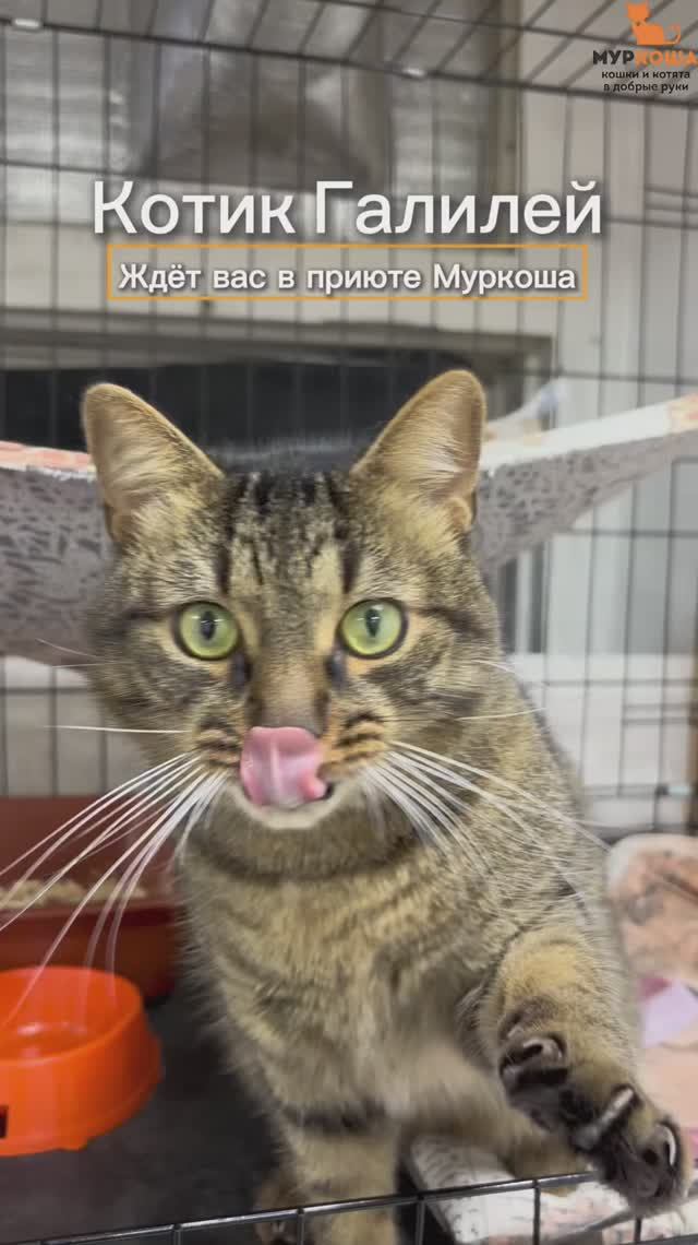 Галилей ждёт вас в приюте #Муркоша смотреть онлайн