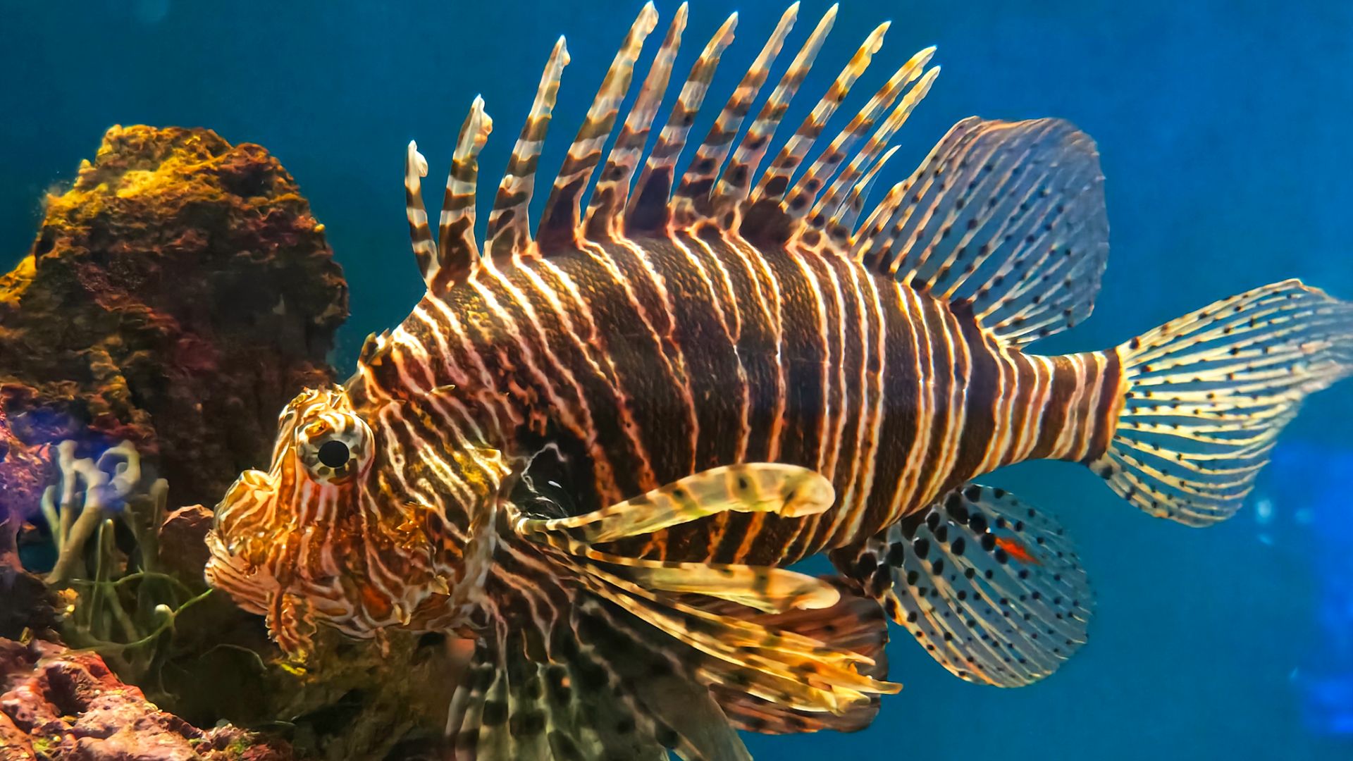 Москвариум