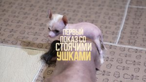 Первый показ со стоячими ушками. 1 мес. 1 нед. 740 - 950 гр.