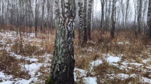 Канадский волк - гибрид. Нашли логово бомжей. Весна в ноябре.