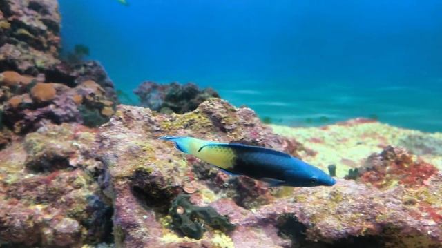 релакс, море, аквариум, перед сном , relax , sleep, смотреть онлайн