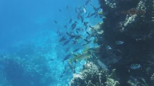 Amphoras Blu Ultra-AIl Adults Friendly риф отеля .  Отдых в ШАРМ ЭЛЬ ШЕЙХЕ. РЕЛАКС ВИДЕО