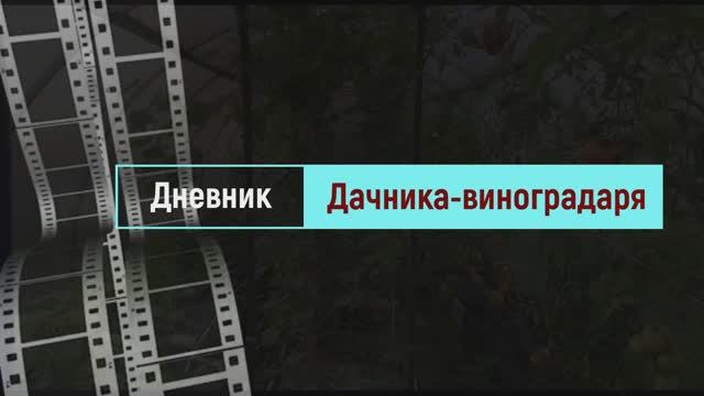 Виноград Мускат изумрудный