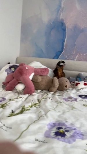 Играю с Синди игрушками Алисы #питомец #кошка