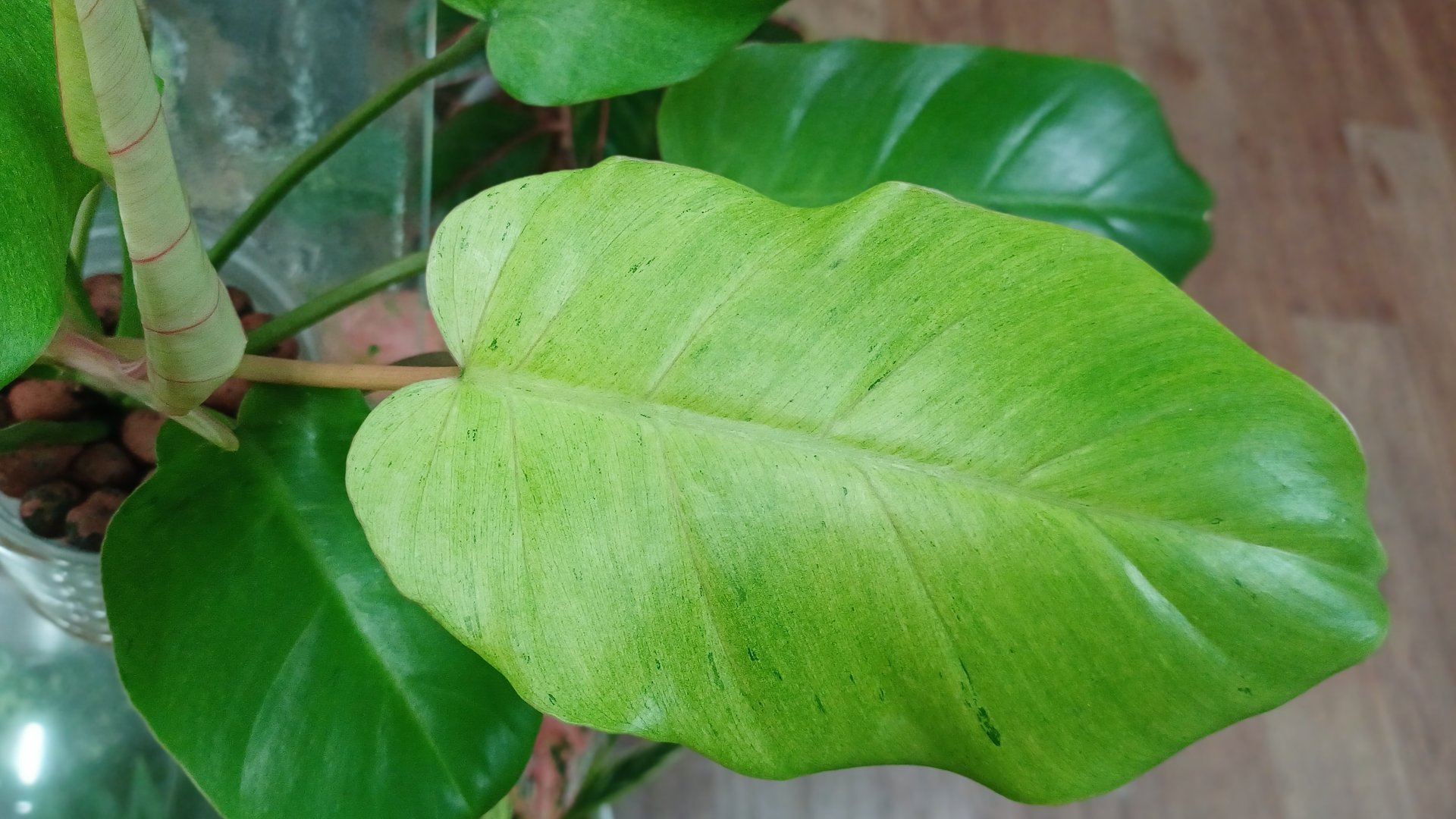 Комнатные растения🌺🍀🌺🍀🌺 Будни цветовода💧💧💧