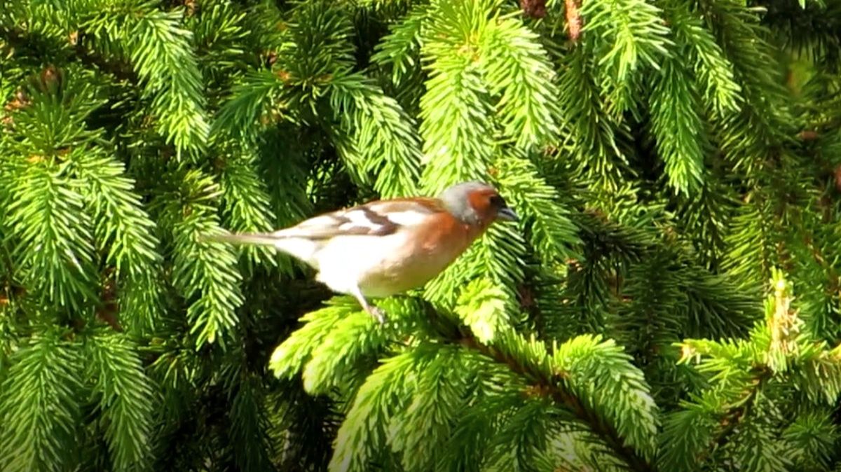 Зяблик смотреть онлайн