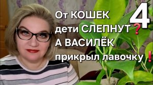 От КОШЕК дети СЛЕПНУТ❓️А ВАСИЛЁК прикрыл лавочку💯❗️