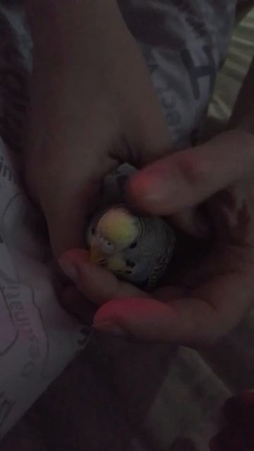 Попугай Кира кричит из-за маме гладит больно 💙😱🦜 ролик 2025 г. смотреть онлайн