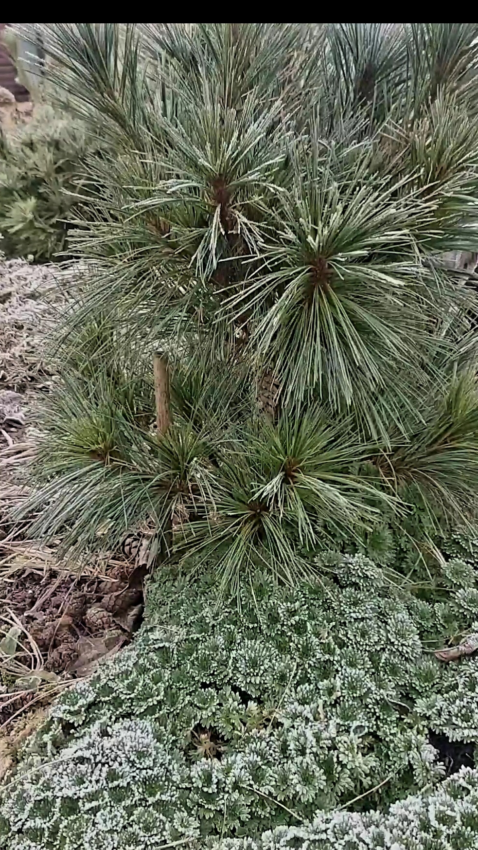 Сосна Шверина Витхорст смотреть онлайн