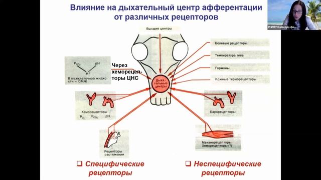 Лекция 12. Нормальная физиология для ИКМ и ИМД. Дыхание. Часть 2. Шишелова А.Ю. смотреть онлайн