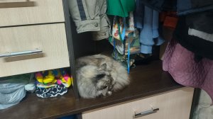 Прихожую отодвигали,в Лальск сгоняли .