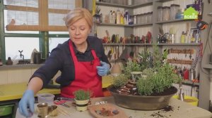 Домашний сад из пряных трав. Идея для подарка!