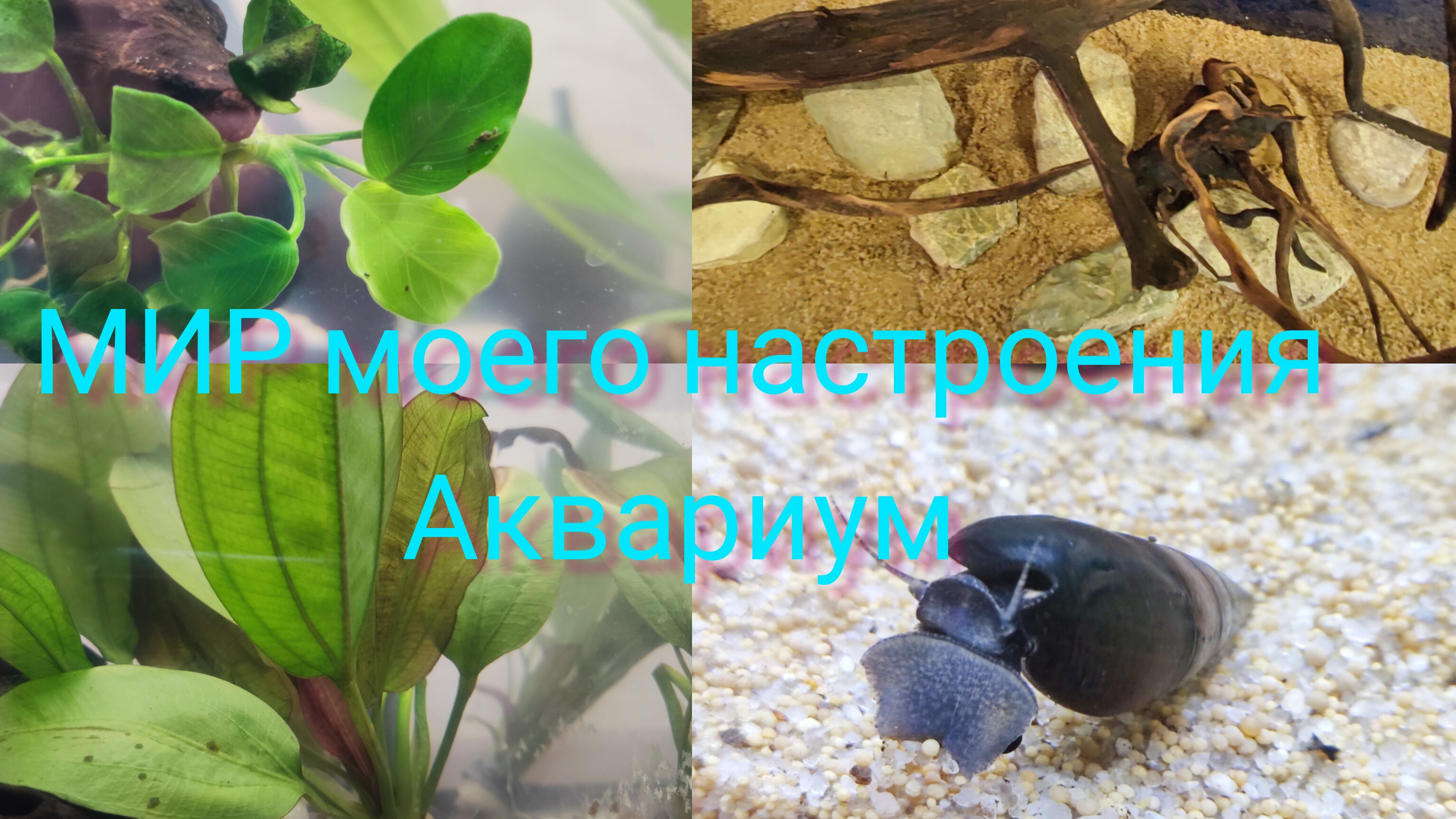 22.11.25 Аквариум, часть 2.Установка декораций.Подготовка аквариумных растений для посадки. смотреть онлайн