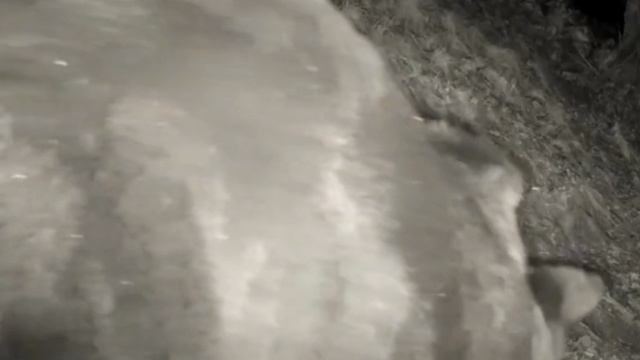 Миша фото ловушка смотреть онлайн