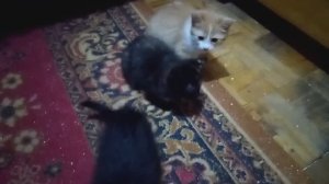 Приучаю диких котят не бояться человека.