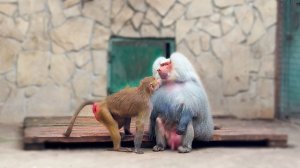 В этих стаях насилие приветствуется! У Лиды отсчет пошел! Люся умная, вперед Елисея не забегает!