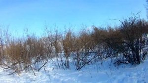 охота на зайца