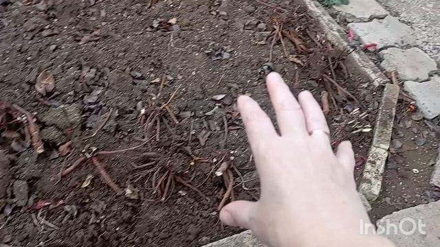 ✅Воскресенье.Выкопали у соседа пионы.Пересадили вишню. смотреть онлайн